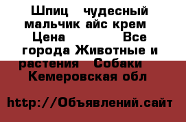 Шпиц - чудесный мальчик айс-крем › Цена ­ 20 000 - Все города Животные и растения » Собаки   . Кемеровская обл.